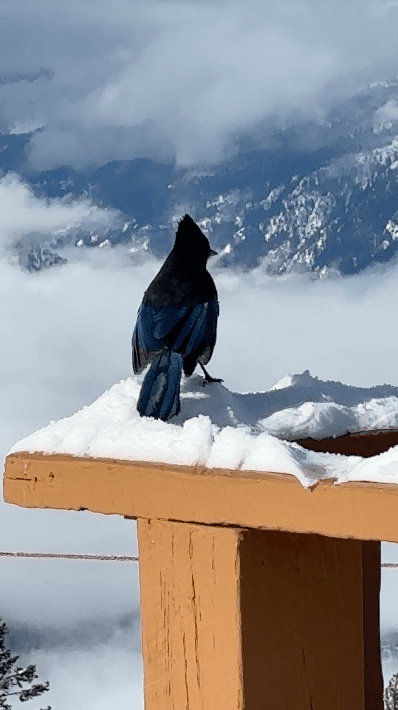 Steller's Jay at Revelstoke